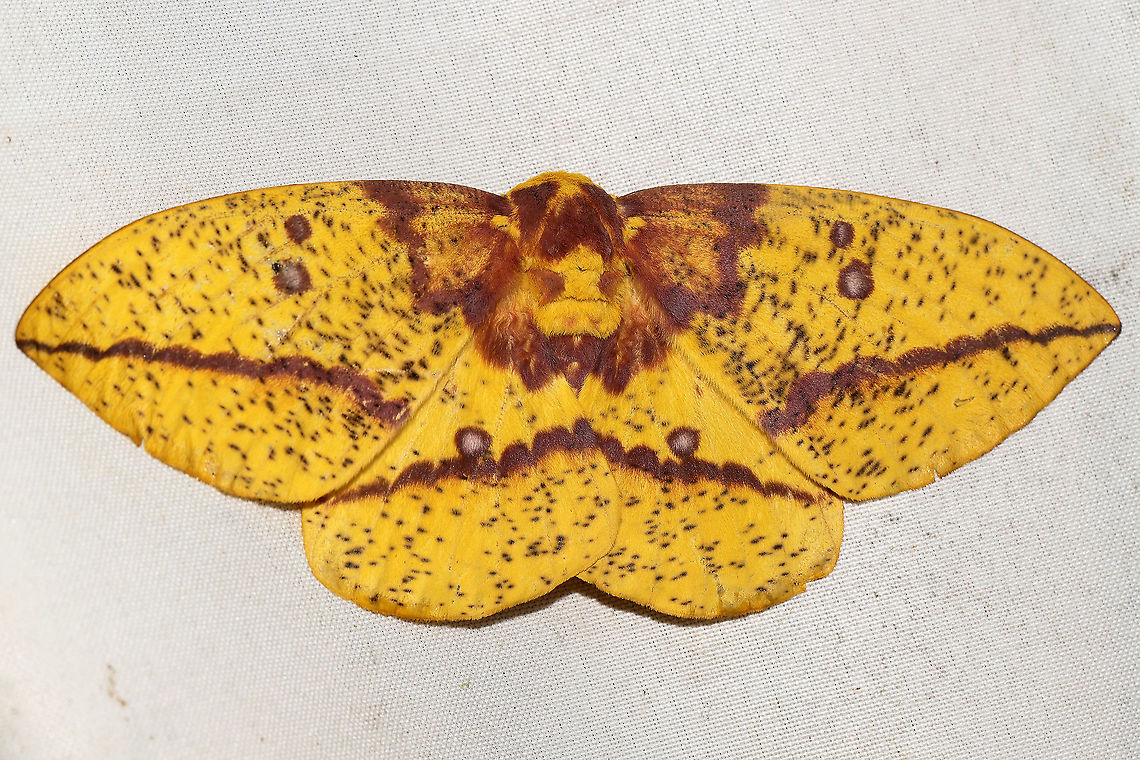 Imperial Moth (Eacles imperialis) At a 365 + 395 UV light setup at a mixed forest edge. ~15cm wingspan.<br />
<figure class="photo"><a href="https://www.jungledragon.com/image/118607/imperial_moth_eacles_imperialis.html" title="Imperial Moth (Eacles imperialis)"><img src="https://s3.amazonaws.com/media.jungledragon.com/images/3231/118607_thumb.jpg?AWSAccessKeyId=05GMT0V3GWVNE7GGM1R2&Expires=1770854410&Signature=X6d8cVFhema5JbclMC883tHJuk0%3D" width="200" height="134" alt="Imperial Moth (Eacles imperialis) At a 365 + 395 UV light setup at a mixed forest edge.  ~15cm wingspan.<br />
https://www.jungledragon.com/image/118606/imperial_moth_eacles_imperialis.html Eacles imperialis,Geotagged,Imperial moth,Moth Week 2021,Summer,United States" /></a></figure> Eacles imperialis,Geotagged,Imperial moth,Moth Week 2021,Summer,United States