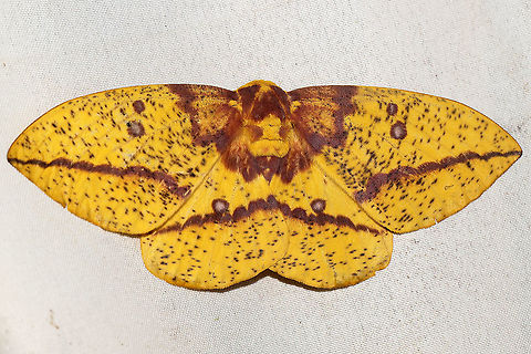 Imperial Moth (Eacles imperialis) At a 365 + 395 UV light setup at a mixed forest edge. ~15cm wingspan.
https://www.jungledragon.com/image/118607/imperial_moth_eacles_imperialis.html Eacles imperialis,Geotagged,Imperial moth,Moth Week 2021,Summer,United States