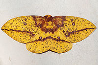 Imperial Moth (Eacles imperialis) At a 365 + 395 UV light setup at a mixed forest edge. ~15cm wingspan.<br />
https://www.jungledragon.com/image/118607/imperial_moth_eacles_imperialis.html Eacles imperialis,Geotagged,Imperial moth,Moth Week 2021,Summer,United States