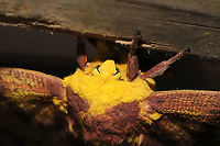 Imperial Moth (Eacles imperialis) At a 365 + 395 UV light setup at a mixed forest edge.  ~15cm wingspan.<br />
https://www.jungledragon.com/image/118606/imperial_moth_eacles_imperialis.html Eacles imperialis,Geotagged,Imperial moth,Moth Week 2021,Summer,United States