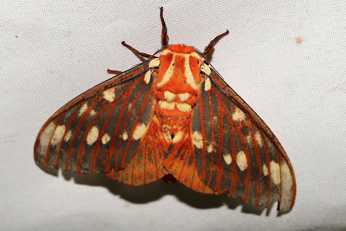 Regal Moth (Citheronia regalis)  At a 365 + 395 UV light setup at a mixed forest edge. ~13cm wingspan. <br />
<br />
This beauty initially terrified me while I was mothing this morning. I was standing at my sheet and heard loud wingbeats in the air nearby. I was suddenly hit in the back of the leg with a good bit of force. I didn&#039;t know if one of the local bats had flown into me, but it gave me a startle! It flailed away from me and onto the grass nearby. It took around 5 minutes before it calmed down enough for photos and eventually came to a rest at my sheet.<br />
<figure class="photo"><a href="https://www.jungledragon.com/image/118609/regal_moth_citheronia_regalis.html" title="Regal Moth (Citheronia regalis)"><img src="https://s3.amazonaws.com/media.jungledragon.com/images/3231/118609_thumb.jpg?AWSAccessKeyId=05GMT0V3GWVNE7GGM1R2&Expires=1759968010&Signature=kog4qu8qYKBCxd%2FeIKsuwutfSw0%3D" width="200" height="134" alt="Regal Moth (Citheronia regalis) At a 365 + 395 UV light setup at a mixed forest edge. ~13cm wingspan. <br />
<br />
This beauty initially terrified me while I was mothing this morning. I was standing at my sheet and heard loud wingbeats in the air nearby. I was suddenly hit in the back of the leg with a good bit of force. I didn&#039;t know if one of the local bats had flown into me, but it gave me a startle! It flailed away from me and onto the grass nearby. It took around 5 minutes before it calmed down enough for photos and eventually came to a rest at my sheet.<br />
https://www.jungledragon.com/image/118608/regal_moth_citheronia_regalis.html Citheronia regalis,Geotagged,Moth Week 2021,Regal Moth,Summer,United States" /></a></figure> Citheronia regalis,Geotagged,Moth Week 2021,Regal Moth,Summer,United States