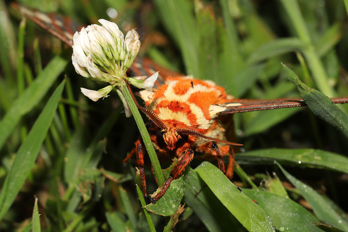 Regal Moth (Citheronia regalis) At a 365 + 395 UV light setup at a mixed forest edge. ~13cm wingspan. <br />
<br />
This beauty initially terrified me while I was mothing this morning. I was standing at my sheet and heard loud wingbeats in the air nearby. I was suddenly hit in the back of the leg with a good bit of force. I didn't know if one of the local bats had flown into me, but it gave me a startle! It flailed away from me and onto the grass nearby. It took around 5 minutes before it calmed down enough for photos and eventually came to a rest at my sheet.<br />
<figure class="photo"><a href="https://www.jungledragon.com/image/118608/regal_moth_citheronia_regalis.html" title="Regal Moth (Citheronia regalis)"><img src="https://s3.amazonaws.com/media.jungledragon.com/images/3231/118608_thumb.jpg?AWSAccessKeyId=05GMT0V3GWVNE7GGM1R2&Expires=1769040010&Signature=lD81spW4suerehPA6PecyAv3vk0%3D" width="200" height="134" alt="Regal Moth (Citheronia regalis)  At a 365 + 395 UV light setup at a mixed forest edge. ~13cm wingspan. <br />
<br />
This beauty initially terrified me while I was mothing this morning. I was standing at my sheet and heard loud wingbeats in the air nearby. I was suddenly hit in the back of the leg with a good bit of force. I didn't know if one of the local bats had flown into me, but it gave me a startle! It flailed away from me and onto the grass nearby. It took around 5 minutes before it calmed down enough for photos and eventually came to a rest at my sheet.<br />
https://www.jungledragon.com/image/118609/regal_moth_citheronia_regalis.html Citheronia regalis,Geotagged,Moth Week 2021,Regal Moth,Summer,United States" /></a></figure> Citheronia regalis,Geotagged,Moth Week 2021,Regal Moth,Summer,United States