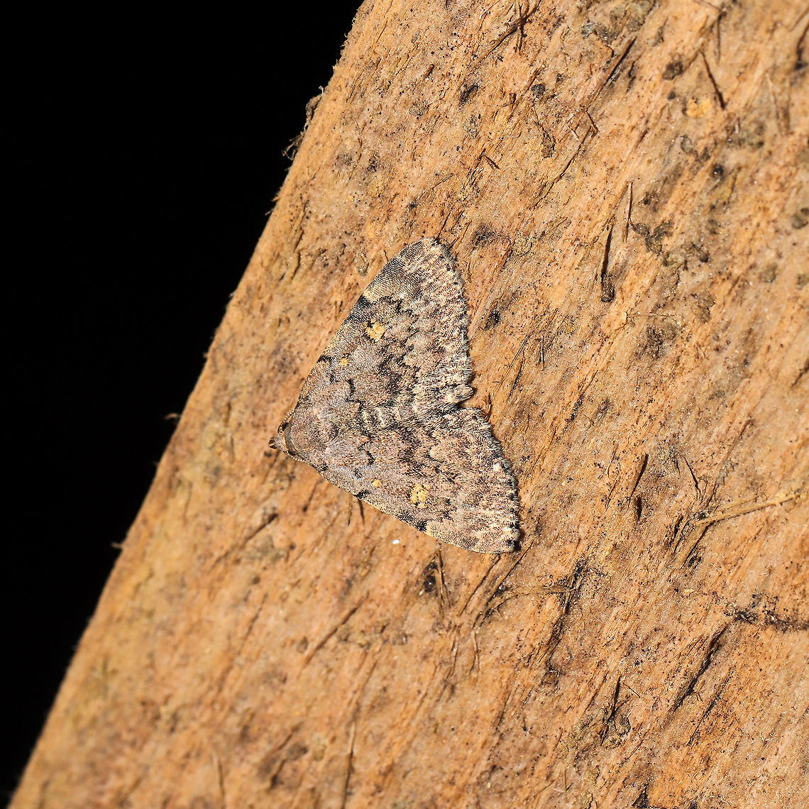 Common Idia Moth (Idia aemula) At a 365 + 395 UV light setup at a mixed forest edge.<br />
 Common Idia,Geotagged,Idia aemula,Moth Week 2021,Summer,United States