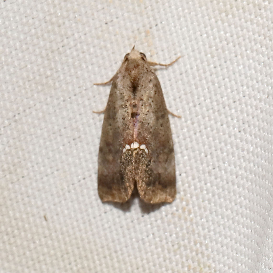 Small Necklace Moth (Hypsoropha hormos) Horrible shot (and the only shot I got) at a 365+395nm UV light setup. Also my 1200th species intro :P Geotagged,Hypsoropha hormos,Moth Week 2021,Summer,United States
