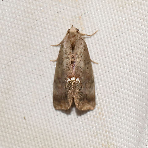 Small Necklace Moth (Hypsoropha hormos) Horrible shot (and the only shot I got) at a 365+395nm UV light setup. Also my 1200th species intro :P Geotagged,Hypsoropha hormos,Moth Week 2021,Summer,United States