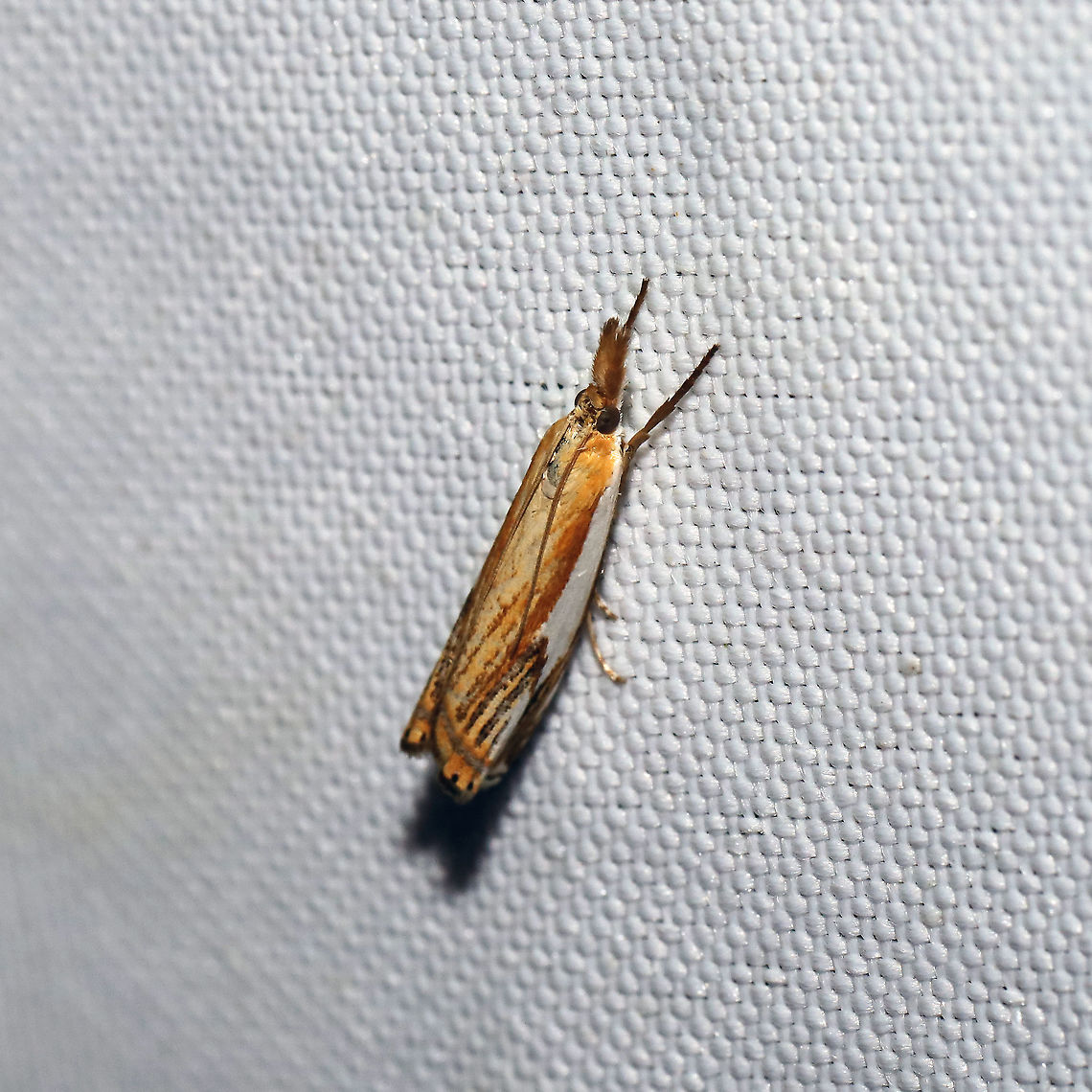 Double-banded Grass-Veneer (Crambus agitatellus) At a 365 + 395 UV light setup at a mixed forest edge.<br />
 Crambus agitatellus,Double-banded grass-veneer moth,Geotagged,Moth Week 2021,Summer,United States