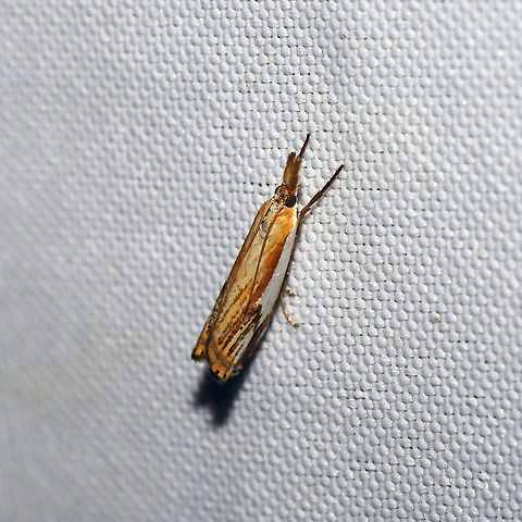 Double-banded Grass-Veneer (Crambus agitatellus) At a 365 + 395 UV light setup at a mixed forest edge.
 Crambus agitatellus,Double-banded grass-veneer moth,Geotagged,Moth Week 2021,Summer,United States