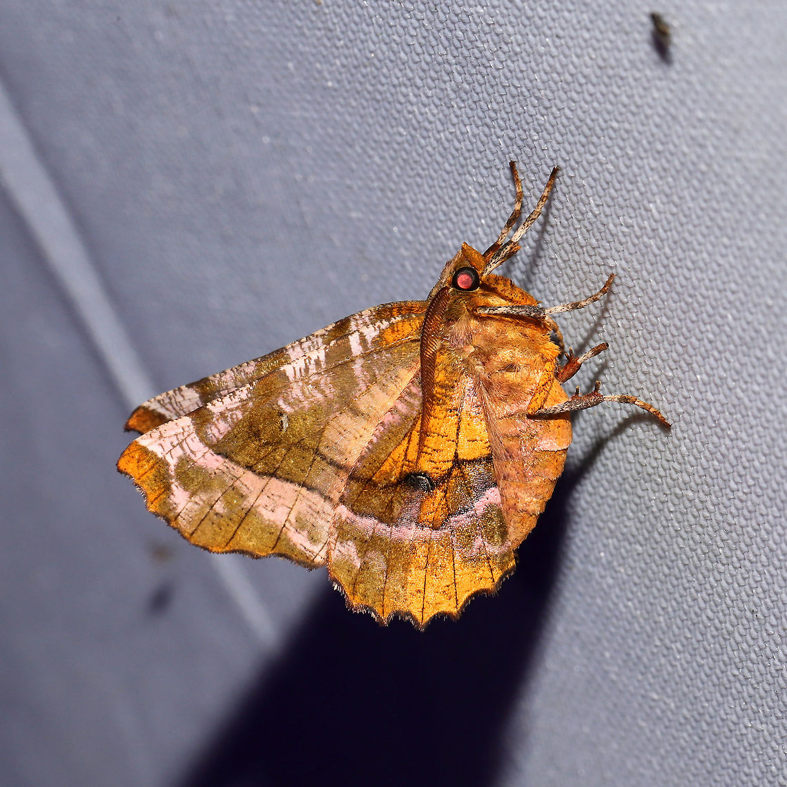Selenia kentaria At a 365 + 395 UV light setup at a mixed forest edge.<br />
 Geotagged,Kent's thorn,Moth Week 2021,Selenia kentaria,Summer,United States