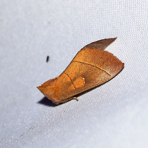 White Dotted Prominent (Nadata gibbosa) At a 365 + 395 UV light setup at a mixed forest edge.
 Geotagged,Moth Week 2021,Nadata gibbosa,Rough prominent,Summer,United States