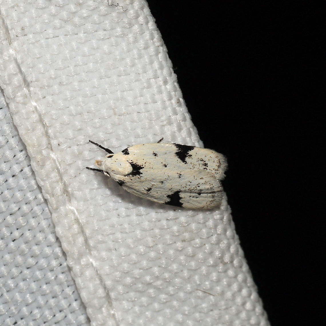 Black-Marked Inga (Inga sparsiciliella) At a 365 + 395 UV light setup at a mixed forest edge.<br />
 Black-marked inga moth,Geotagged,Inga sparsiciliella,Moth Week 2021,Summer,United States