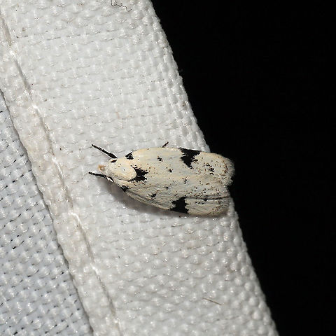 Black-Marked Inga (Inga sparsiciliella) At a 365 + 395 UV light setup at a mixed forest edge.
 Black-marked inga moth,Geotagged,Inga sparsiciliella,Moth Week 2021,Summer,United States