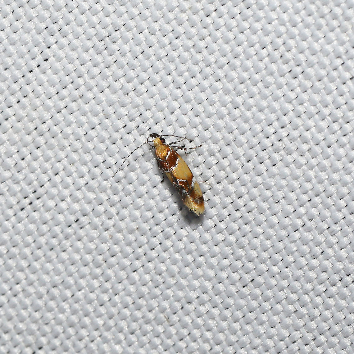 Orange-headed Epicallima Moth (Epicallima argenticinctella) At a 365 + 395 UV light setup at a mixed forest edge.<br />
 Epicallima argenticinctella,Geotagged,Moth Week 2021,Orange-headed Epicallima Moth,Summer,United States