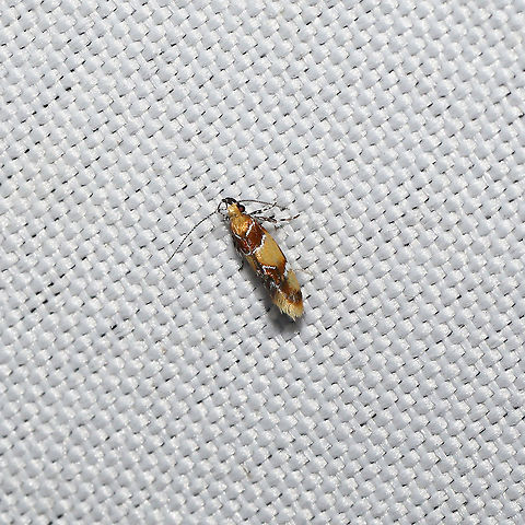 Orange-headed Epicallima Moth (Epicallima argenticinctella) At a 365 + 395 UV light setup at a mixed forest edge.
 Epicallima argenticinctella,Geotagged,Moth Week 2021,Orange-headed Epicallima Moth,Summer,United States