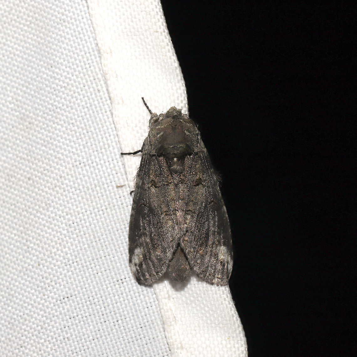 Oblique Heterocampa Moth (Heterocampa obliqua) At a 365 + 395 UV light setup at a mixed forest edge.<br />
 Geotagged,Heterocampa obliqua,Moth Week 2021,Oblique Heterocampa,Summer,United States