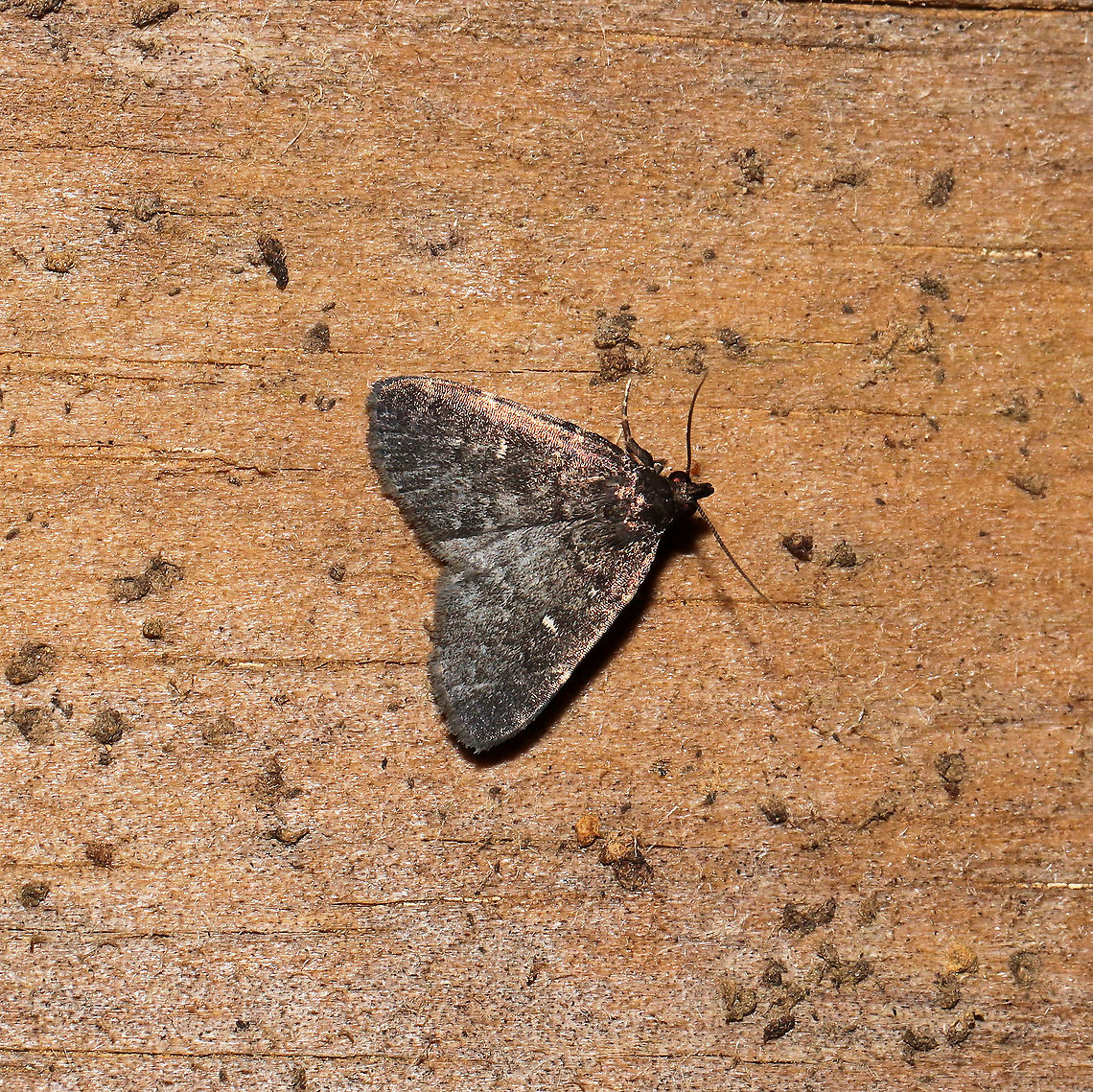 Julia's Idia (Idia julia) At a 365 + 395 UV light setup at a mixed forest edge.<br />
 Geotagged,Idia julia,Julia's Idia,Moth Week 2021,Summer,United States