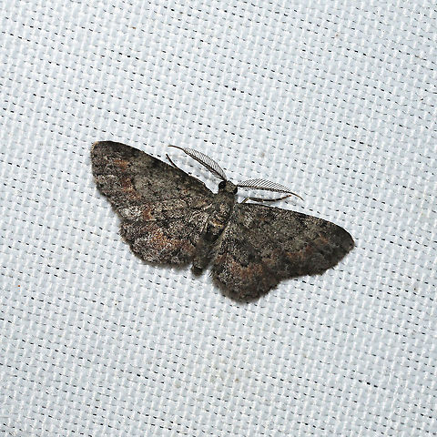 Texas Gray (Glenoides texanaria) At a 365 + 395 UV light setup at a mixed forest edge.
 Geotagged,Glenoides texanaria,Moth Week 2021,Summer,United States