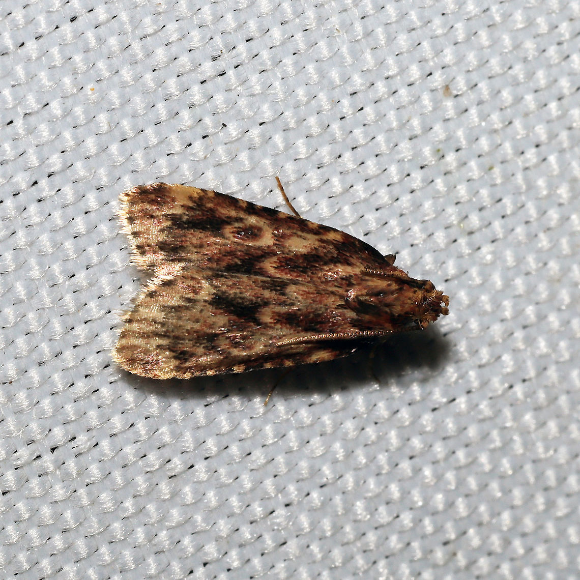 Grease Moth (Aglossa cuprina) At a 365 + 395 UV light setup at a mixed forest edge.<br />
 Aglossa cuprina,Geotagged,Moth Week 2021,Summer,United States