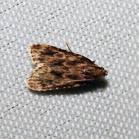 Grease Moth (Aglossa cuprina) At a 365 + 395 UV light setup at a mixed forest edge.
 Aglossa cuprina,Geotagged,Moth Week 2021,Summer,United States