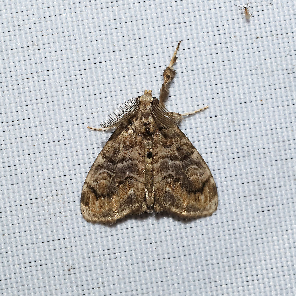 Definite Tussock Moth (Orgyia definita) At a 365 + 395 UV light setup at a mixed forest edge.<br />
 Definite-marked Tussock Moth,Geotagged,Moth Week 2021,Orgyia definita,Summer,United States