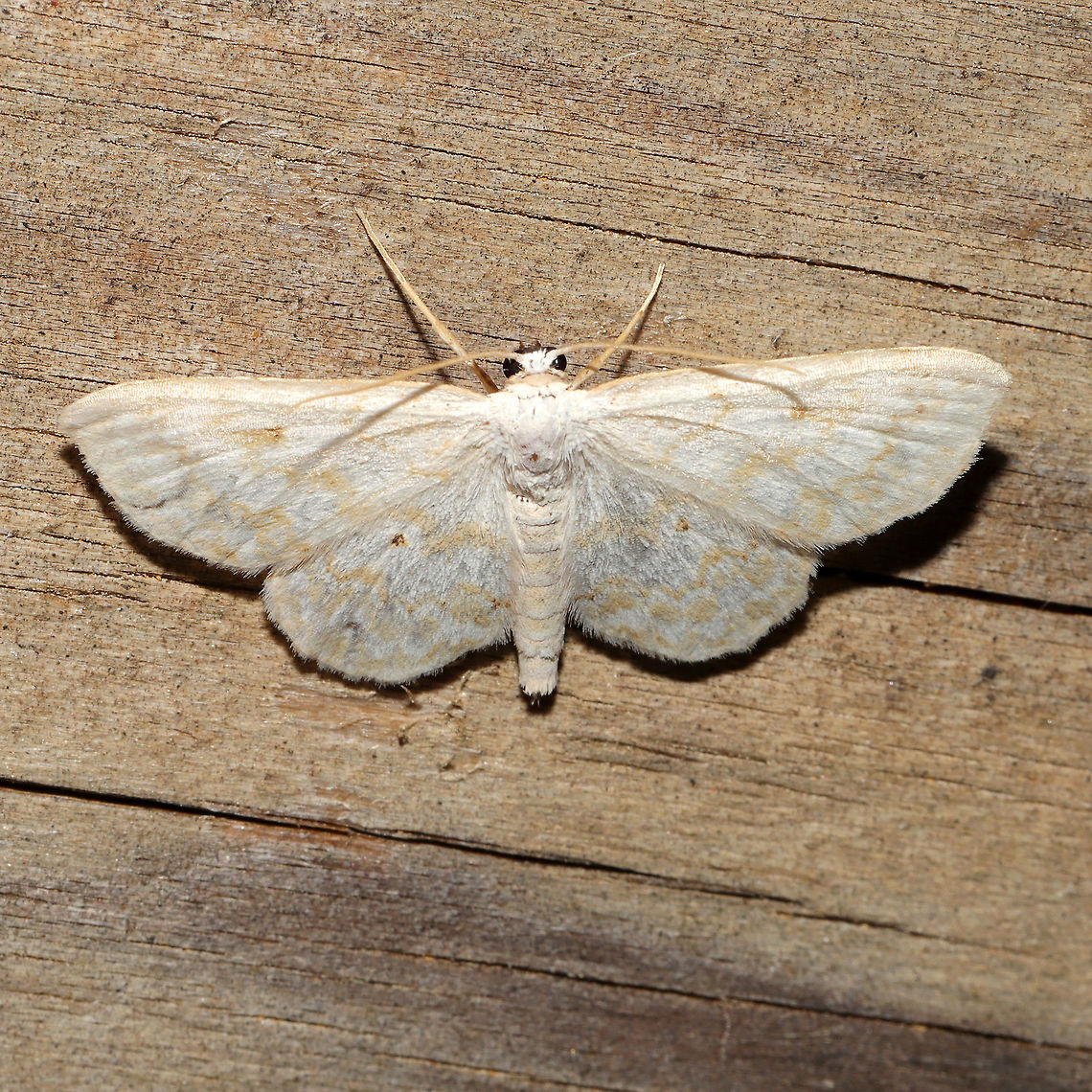 Rippled Wave (Idaea obfusaria) At a 365 + 395 UV light setup at a mixed forest edge.<br />
 Geotagged,Idaea obfusaria,Moth Week 2021,Rippled Wave,Summer,United States