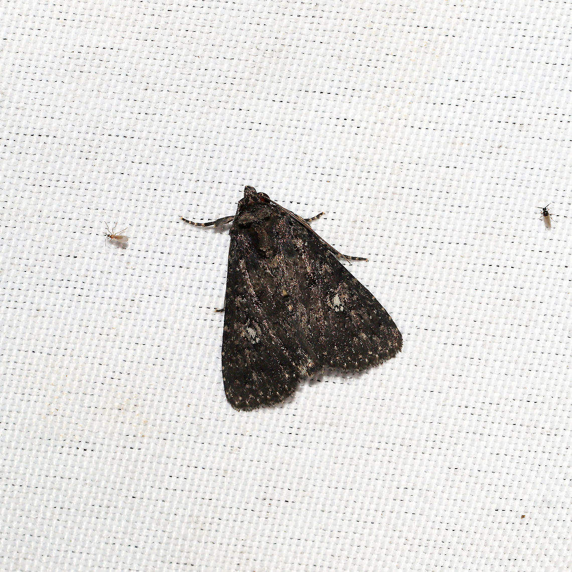 Dusky Groundling  (Condica vecors)  At a 365 + 395 UV light setup at a mixed forest edge. Condica vecors,Geotagged,Moth Week 2021,Summer,United States