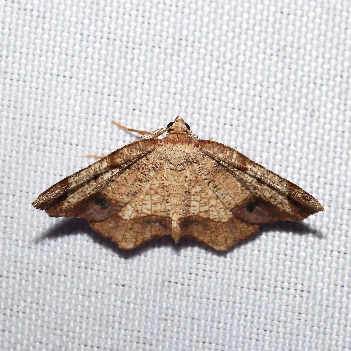 Friendly Probole Moth (Probole amicaria) At a 365 + 395 UV light setup at a mixed forest edge.<br />
 Friendly Probole,Geotagged,Moth Week 2021,Probole amicaria,Summer,United States