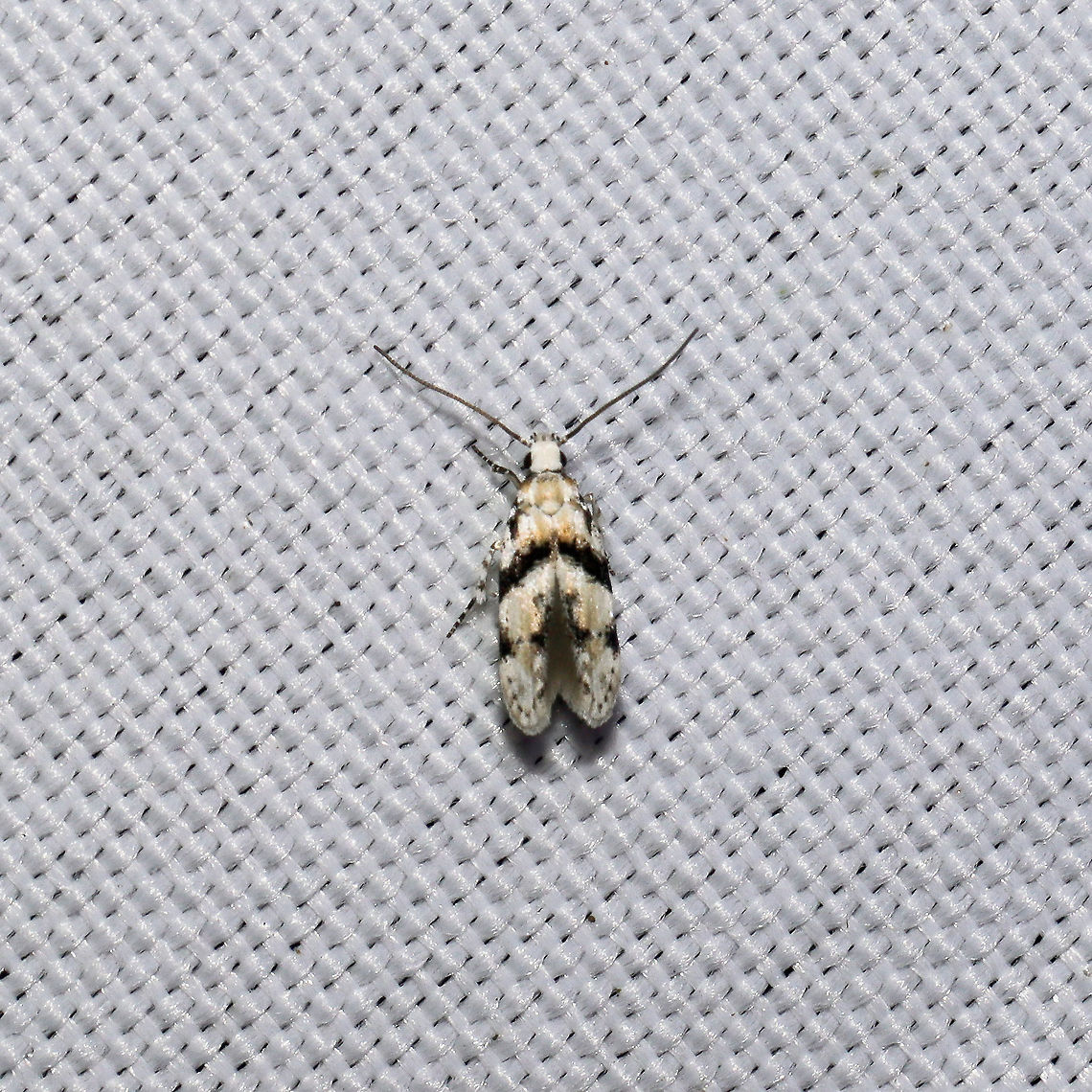 White Stripe-backed Moth (Arogalea cristifasciella) At a 365 + 395 UV light setup at a mixed forest edge.<br />
 Arogalea cristifasciella,Geotagged,Moth Week 2021,Stripe-backed Moth,Summer,United States