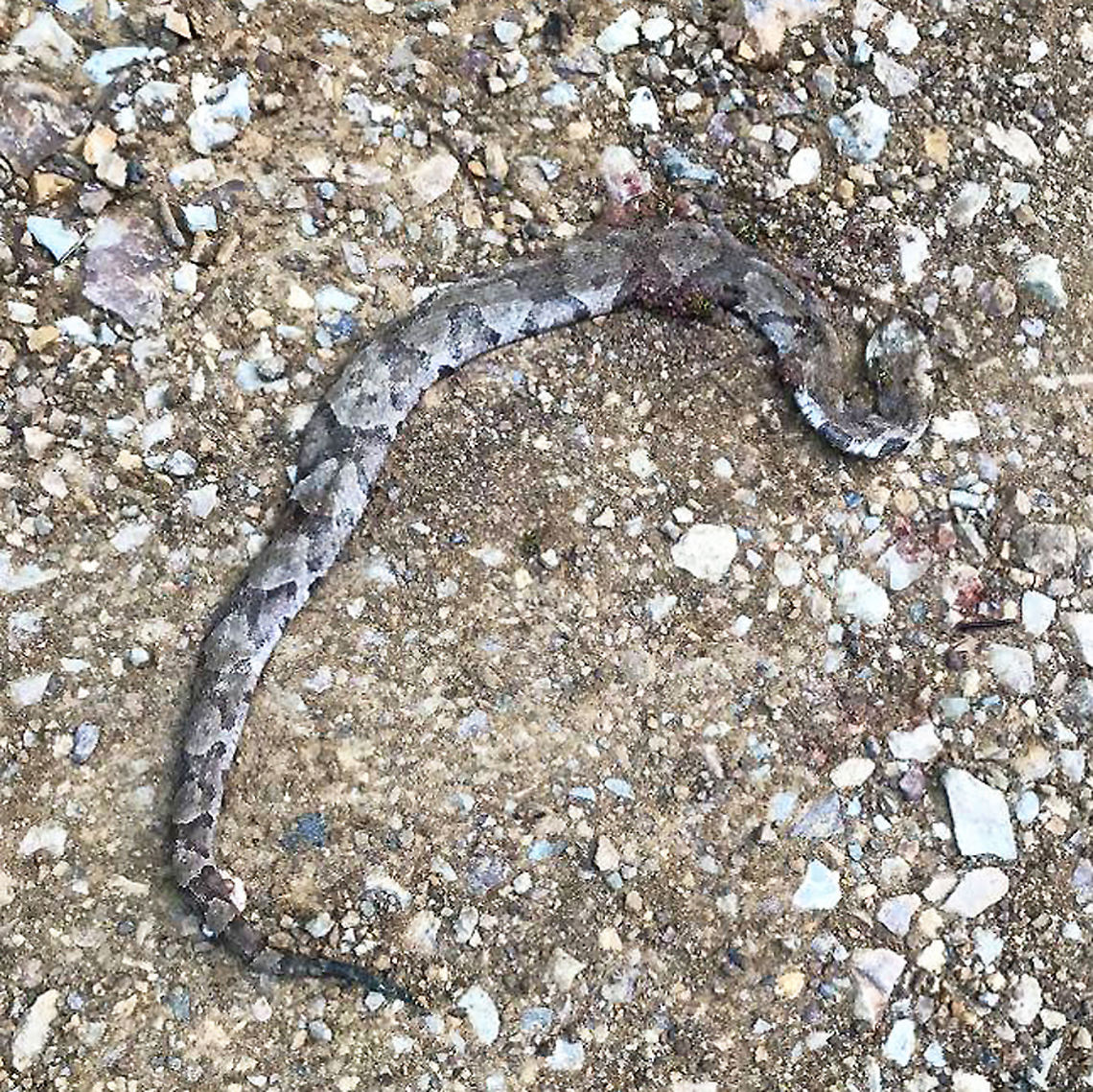 Copperhead (Agkistrodon contortrix) Photo from Jason&#039;s cell phone on July 16. At a mixed forest edge, on a dirt road. <br />
<br />
I had thought about driving down to get better photos, but I just couldn&#039;t bring myself to go down. I have been hesitant to even post this photo as it upset me so much. Jason went for his morning walk with our pup and came back with this photograph. It seems one of our neighbors killed/ran over a beautiful Copperhead snake. While I have seen them quite a few times in my lifetime (I even almost stepped on a baby one once), I have never had the opportunity to photograph a live one. <br />
<br />
My heart still hurts knowing that this is probably the most common response to people seeing a snake. I wish they recognized the importance and value of these beautiful creatures.<br />
 Agkistrodon contortrix,Copperhead,Geotagged,United States