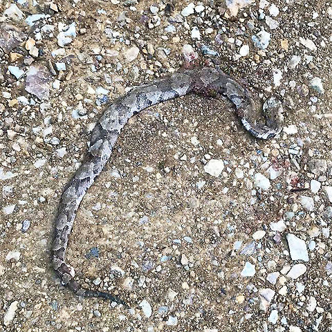 Copperhead (Agkistrodon contortrix) Photo from Jason's cell phone on July 16. At a mixed forest edge, on a dirt road. 

I had thought about driving down to get better photos, but I just couldn't bring myself to go down. I have been hesitant to even post this photo as it upset me so much. Jason went for his morning walk with our pup and came back with this photograph. It seems one of our neighbors killed/ran over a beautiful Copperhead snake. While I have seen them quite a few times in my lifetime (I even almost stepped on a baby one once), I have never had the opportunity to photograph a live one. 

My heart still hurts knowing that this is probably the most common response to people seeing a snake. I wish they recognized the importance and value of these beautiful creatures.
 Agkistrodon contortrix,Copperhead,Geotagged,United States