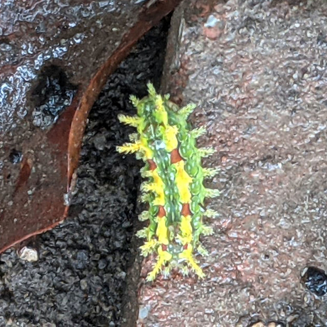 Spiny Oak Slug (Euclea delphinii) Posted with permission from my sister. Photos from her cell phone.<br />
<br />
Found at a forest edge, near a garden.<br />
 Euclea  delphinii,Geotagged,Moth Week 2021,Spiny Oak-slug,United States