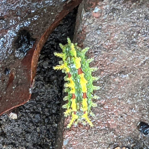 Spiny Oak Slug (Euclea delphinii) Posted with permission from my sister. Photos from her cell phone.

Found at a forest edge, near a garden.
 Euclea  delphinii,Geotagged,Moth Week 2021,Spiny Oak-slug,United States