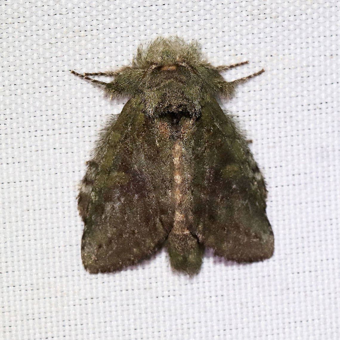 Saddled Prominent (Heterocampa guttivitta) At a 365 + 395 UV light setup at a mixed forest edge.<br />
 Geotagged,Heterocampa guttivitta,Moth Week 2021,Saddled prominent moth,Summer,United States