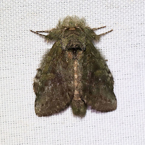 Saddled Prominent (Heterocampa guttivitta) At a 365 + 395 UV light setup at a mixed forest edge.
 Geotagged,Heterocampa guttivitta,Moth Week 2021,Saddled prominent moth,Summer,United States