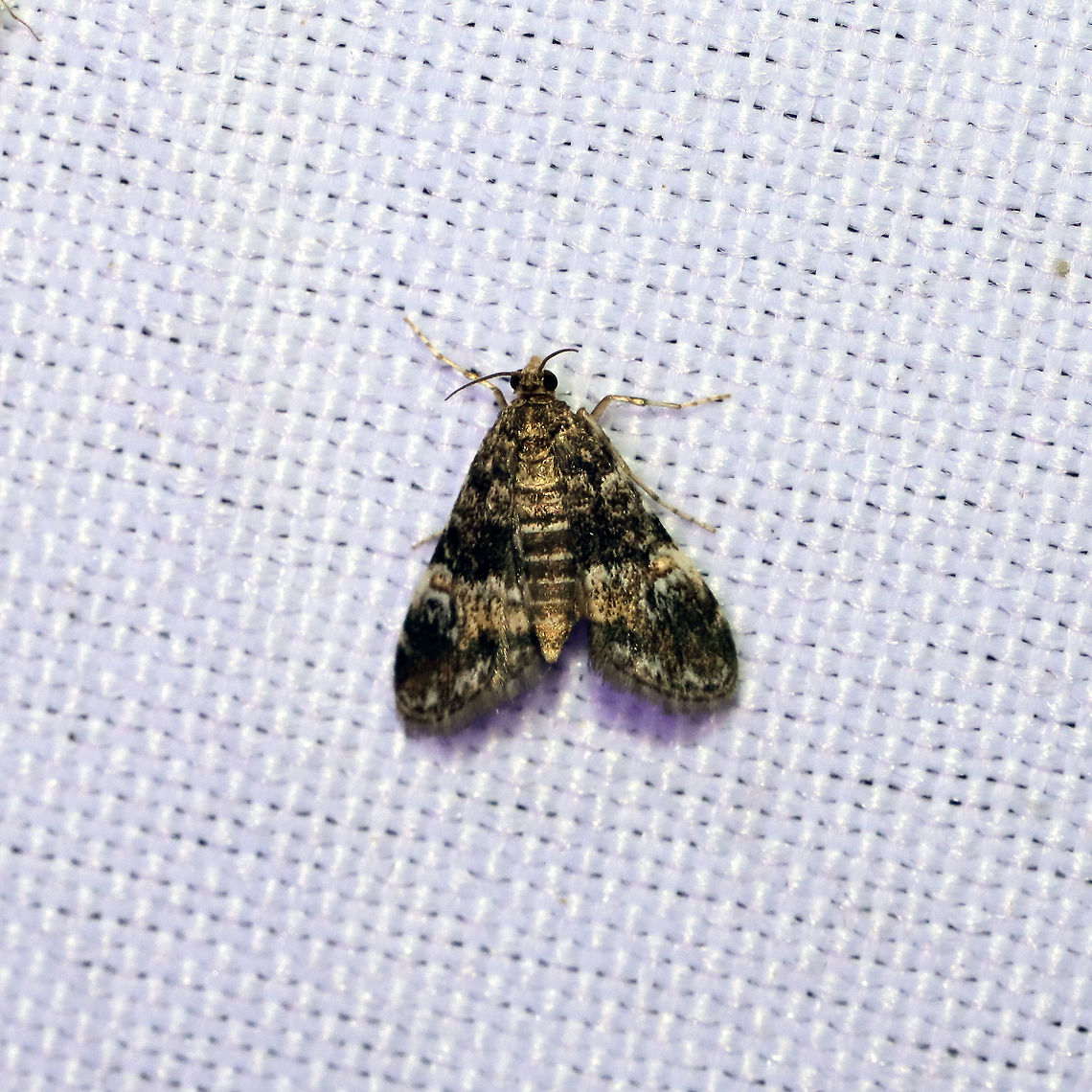 Waterlily Leafcutter Moth (Elophila obliteralis) At a 365 + 395 UV light setup at a mixed forest edge.<br />
 Elophila obliteralis,Geotagged,Moth Week 2021,Summer,United States