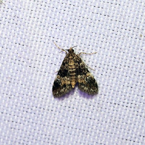 Waterlily Leafcutter Moth (Elophila obliteralis) At a 365 + 395 UV light setup at a mixed forest edge.
 Elophila obliteralis,Geotagged,Moth Week 2021,Summer,United States