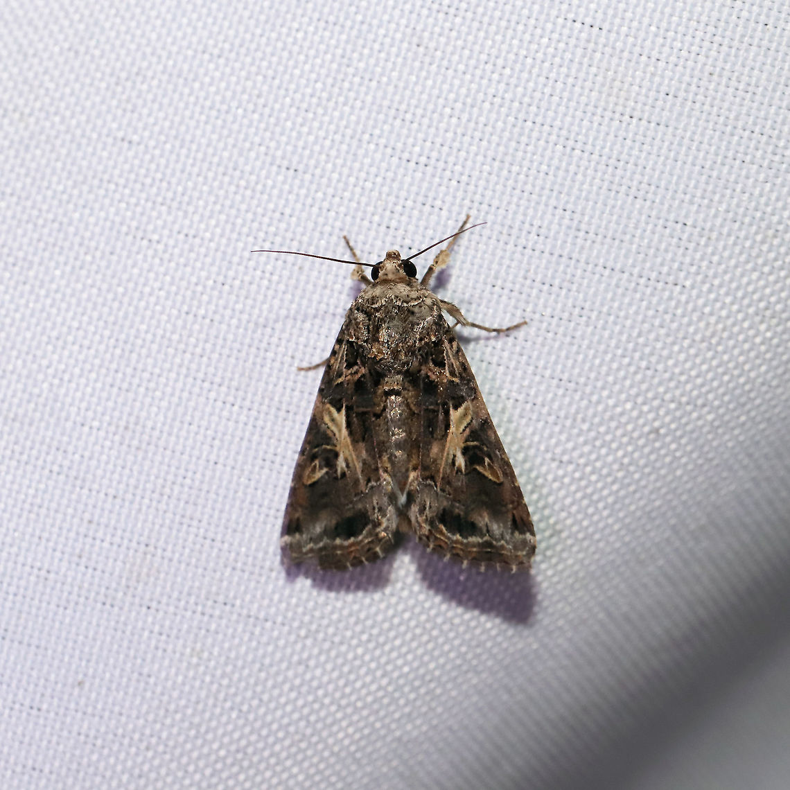 Spodoptera ornithogalli At a 365 + 395 UV light setup at a mixed forest edge.<br />
 Geotagged,Moth Week 2021,Spodoptera ornithogalli,Summer,United States,Yellow-striped Armyworm Moth