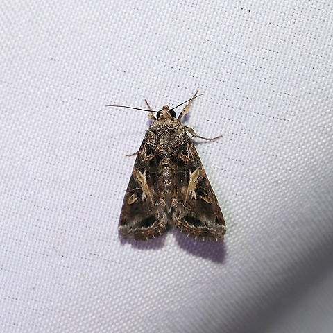 Spodoptera ornithogalli At a 365 + 395 UV light setup at a mixed forest edge.
 Geotagged,Moth Week 2021,Spodoptera ornithogalli,Summer,United States,Yellow-striped Armyworm Moth
