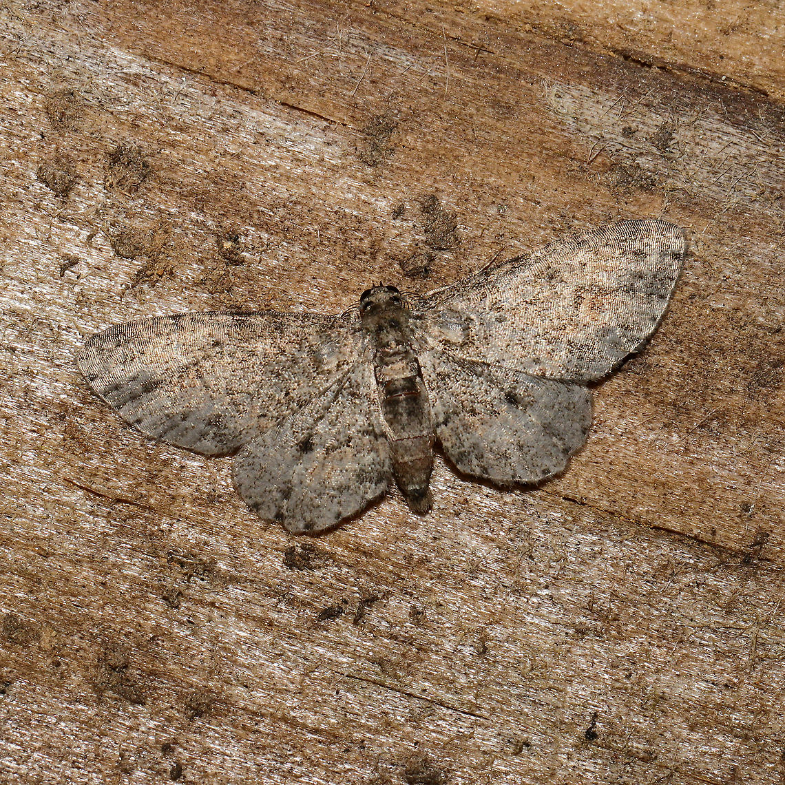 Texas Gray (Glenoides texanaria) - worn At a 365 + 395 UV light setup at a mixed forest edge.<br />
 Geotagged,Glenoides texanaria,Moth Week 2021,Summer,Texas Gray,United States