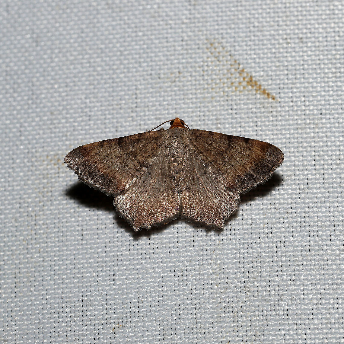 Minor Angle (Macaria minorata) At a 365 + 395 UV light setup at a mixed forest edge.<br />
 Geotagged,Macaria minorata,Minor Angle,Moth Week 2021,Summer,United States