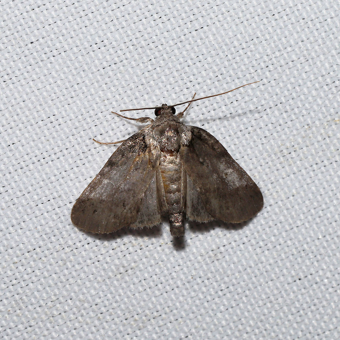Sleeping Baileya Moth (Baileya dormitans) At a 365 + 395 UV light setup at a mixed forest edge.<br />
 Baileya dormitans,Geotagged,Moth Week 2021,Summer,United States