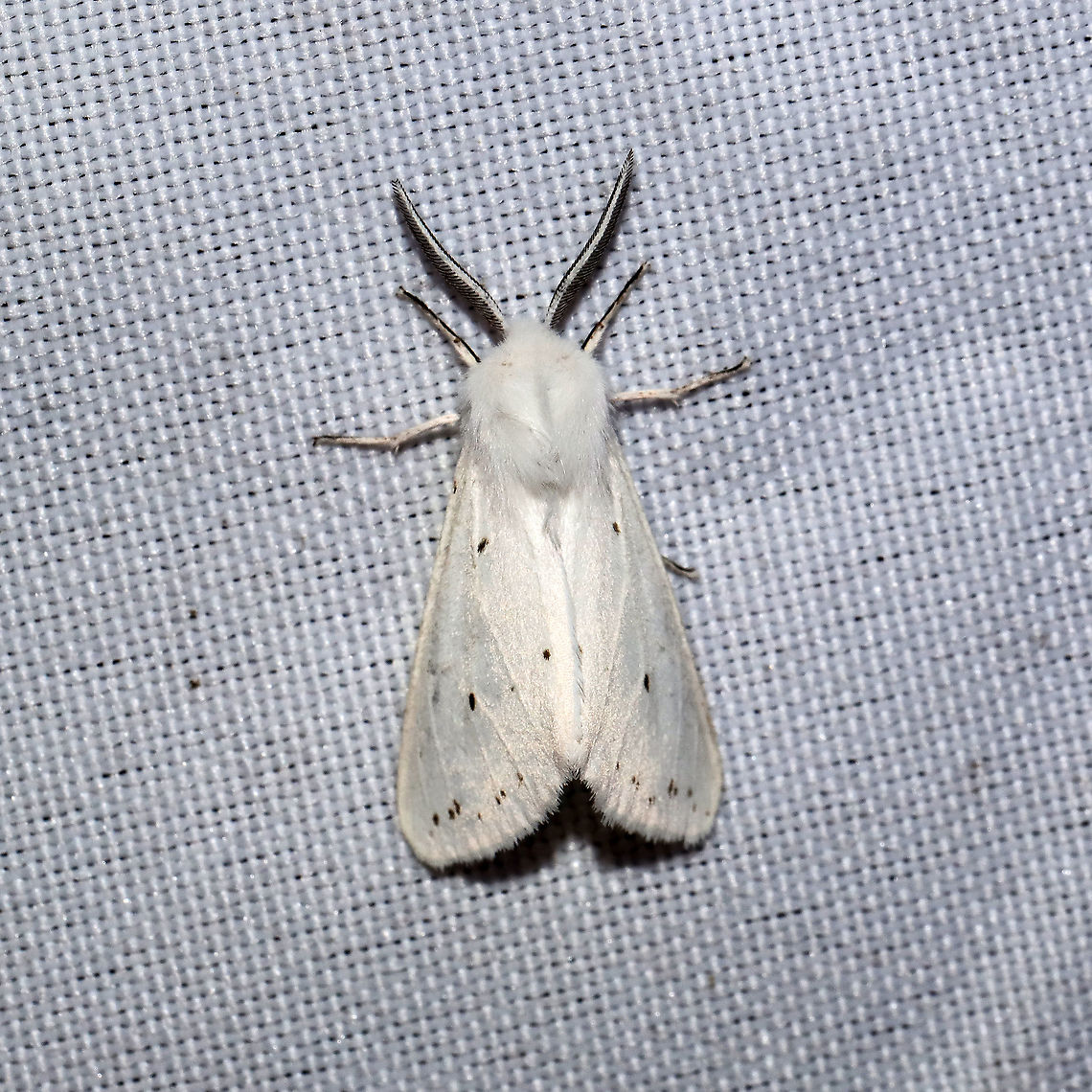 Agreeable Tiger Moth (Spilosoma congrua) At a 365 + 395 UV light setup at a mixed forest edge.<br />
 Agreeable tiger moth,Geotagged,Moth Week 2021,Spilosoma congrua,Summer,United States