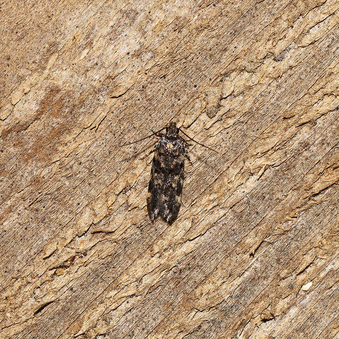 Two-spotted Chionodes Moth (Chionodes bicostomaculella) At a 365 + 395 UV light setup at a mixed forest edge.<br />
 Chionodes bicostomaculella,Geotagged,Moth Week 2021,Summer,United States