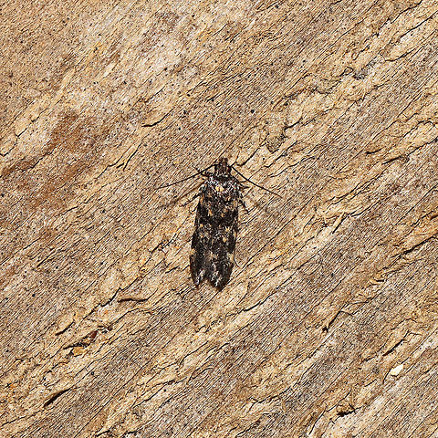 Two-spotted Chionodes Moth (Chionodes bicostomaculella) At a 365 + 395 UV light setup at a mixed forest edge.
 Chionodes bicostomaculella,Geotagged,Moth Week 2021,Summer,United States