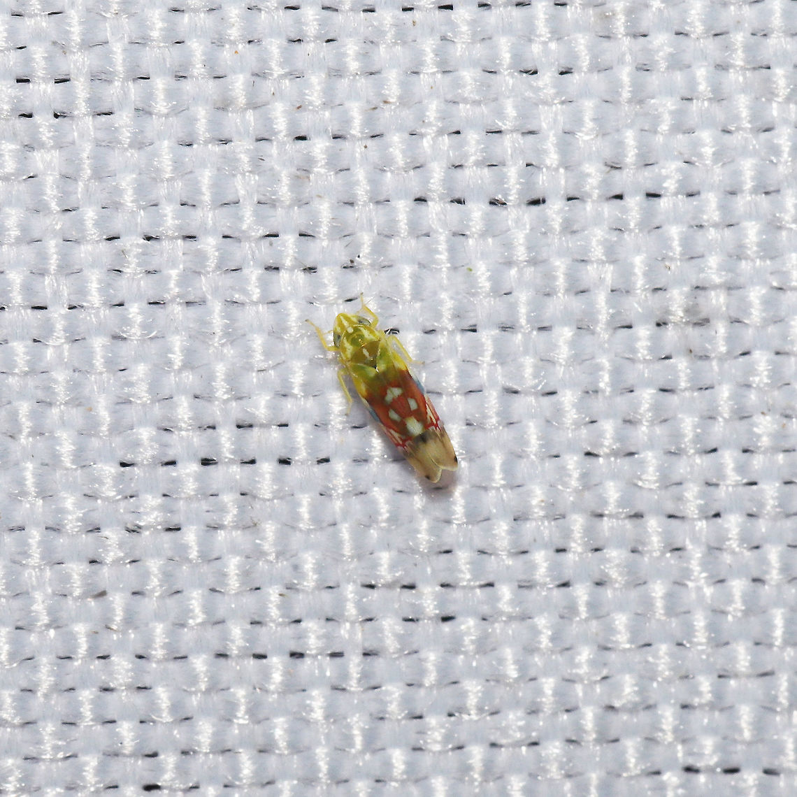 Erythroneura reflecta At a 365 + 395 UV light setup at a mixed forest edge.<br />
 Erythroneura reflecta,Geotagged,Summer,United States