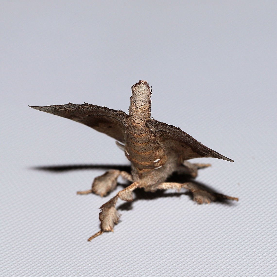 Angel Moth (Olceclostera angelica) At a 365 + 395 UV light setup at a mixed forest edge. <br />
<figure class="photo"><a href="https://www.jungledragon.com/image/118735/angel_moth_olceclostera_angelica.html" title="Angel Moth (Olceclostera angelica)"><img src="https://s3.amazonaws.com/media.jungledragon.com/images/3231/118735_thumb.jpg?AWSAccessKeyId=05GMT0V3GWVNE7GGM1R2&Expires=1767225610&Signature=ihYEFY6Tk5A%2FCv7%2FCNhIQeDEhYY%3D" width="200" height="200" alt="Angel Moth (Olceclostera angelica)  At a 365 + 395 UV light setup at a mixed forest edge.<br />
https://www.jungledragon.com/image/118734/angel_moth_olceclostera_angelica.html Angel Moth,Geotagged,Moth Week 2021,Olceclostera angelica,Summer,United States" /></a></figure> Angel Moth,Geotagged,Moth Week 2021,Olceclostera angelica,Summer,United States