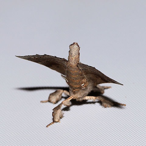 Angel Moth (Olceclostera angelica) At a 365 + 395 UV light setup at a mixed forest edge. 
https://www.jungledragon.com/image/118735/angel_moth_olceclostera_angelica.html Angel Moth,Geotagged,Moth Week 2021,Olceclostera angelica,Summer,United States