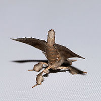 Angel Moth (Olceclostera angelica) At a 365 + 395 UV light setup at a mixed forest edge. <br />
https://www.jungledragon.com/image/118735/angel_moth_olceclostera_angelica.html Angel Moth,Geotagged,Moth Week 2021,Olceclostera angelica,Summer,United States