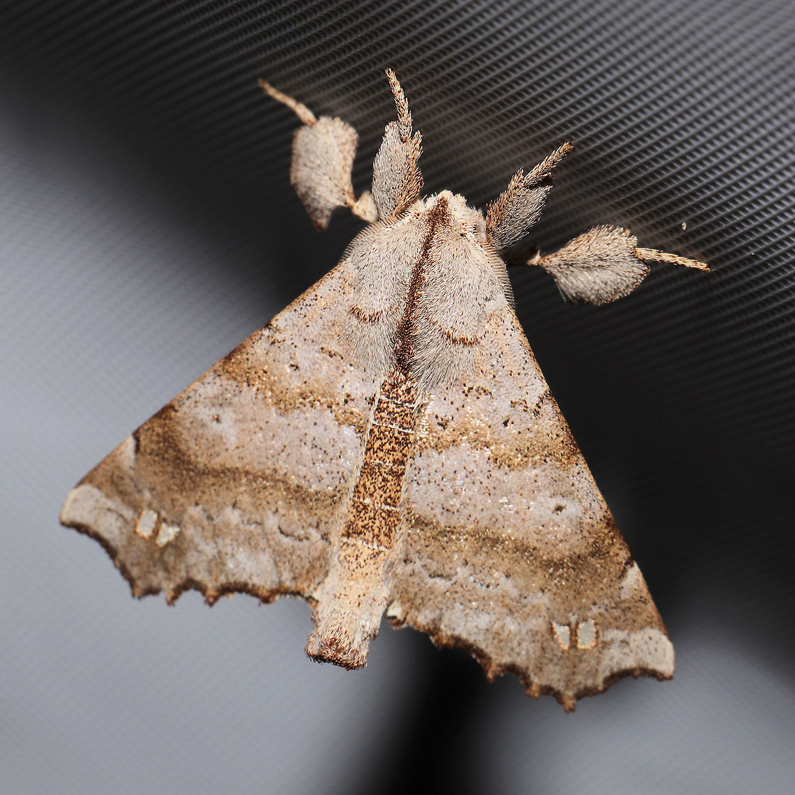 Angel Moth (Olceclostera angelica)  At a 365 + 395 UV light setup at a mixed forest edge.<br />
<figure class="photo"><a href="https://www.jungledragon.com/image/118734/angel_moth_olceclostera_angelica.html" title="Angel Moth (Olceclostera angelica)"><img src="https://s3.amazonaws.com/media.jungledragon.com/images/3231/118734_thumb.jpg?AWSAccessKeyId=05GMT0V3GWVNE7GGM1R2&Expires=1759968010&Signature=ZIHVw9Y5QU%2Fb1YjBcdO076tFfis%3D" width="200" height="200" alt="Angel Moth (Olceclostera angelica) At a 365 + 395 UV light setup at a mixed forest edge. <br />
https://www.jungledragon.com/image/118735/angel_moth_olceclostera_angelica.html Angel Moth,Geotagged,Moth Week 2021,Olceclostera angelica,Summer,United States" /></a></figure> Angel Moth,Geotagged,Moth Week 2021,Olceclostera angelica,Summer,United States