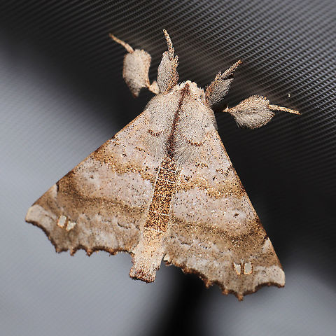 Angel Moth (Olceclostera angelica)  At a 365 + 395 UV light setup at a mixed forest edge.
https://www.jungledragon.com/image/118734/angel_moth_olceclostera_angelica.html Angel Moth,Geotagged,Moth Week 2021,Olceclostera angelica,Summer,United States