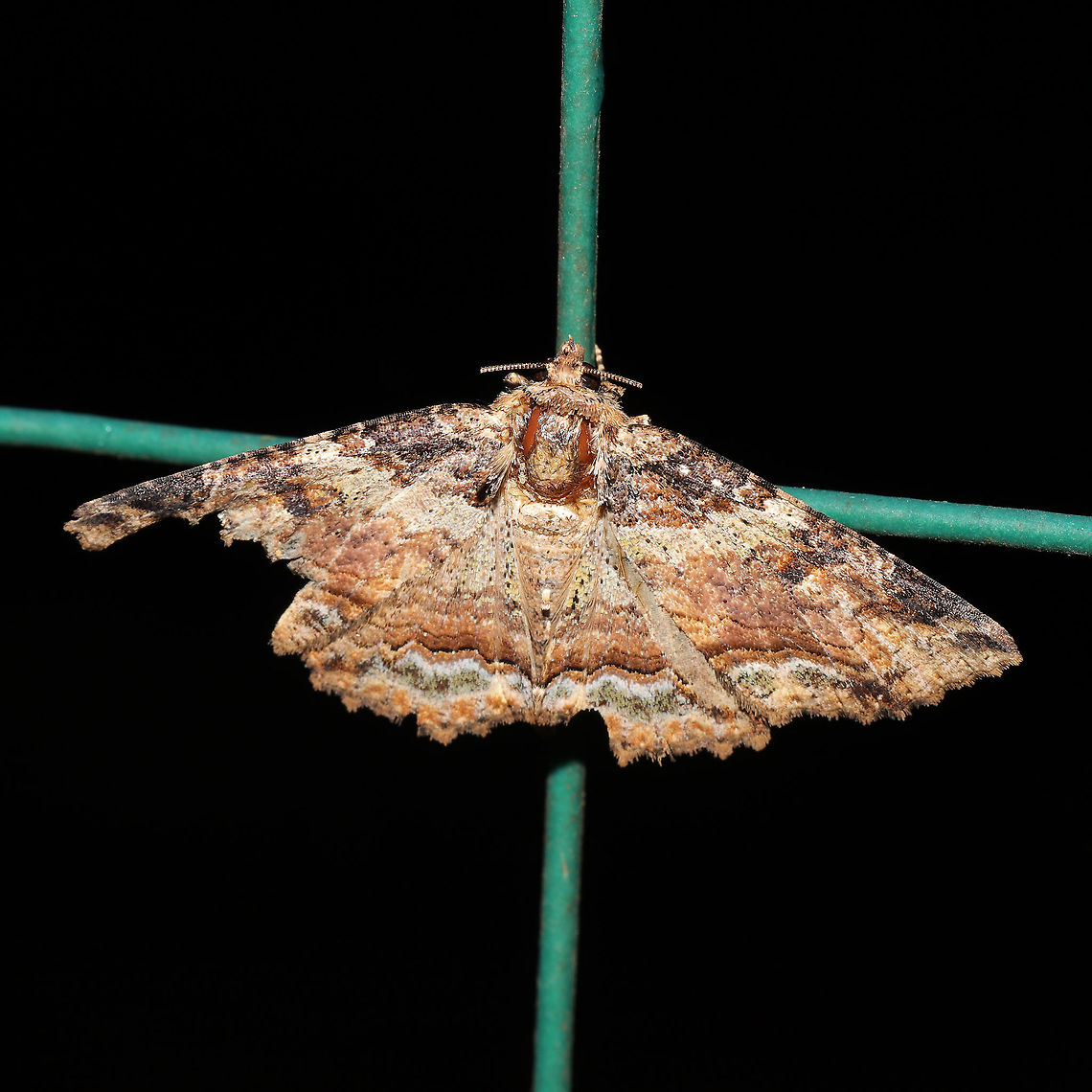 Colorful Zale Moth (Zale minerea) At a 365 + 395 UV light setup at a mixed forest edge.<br />
 Colorful Zale,Geotagged,Moth Week 2021,Summer,United States,Zale minerea